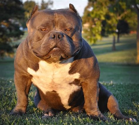 Kurupt bloodline american bully. Things To Know About Kurupt bloodline american bully. 
